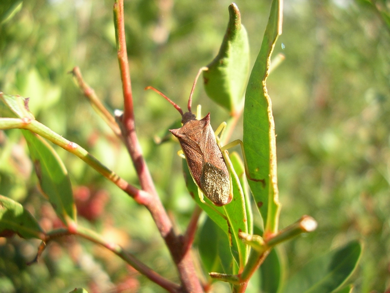 Gonocerus insidiator (Heteroptera, Coreidae)
